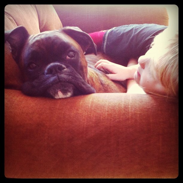 boxerlove