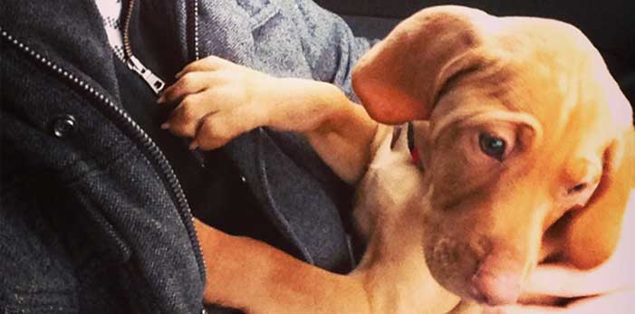A puppy named Sloane