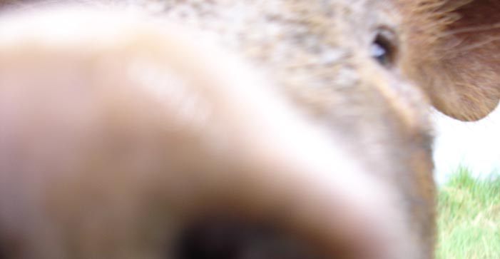 close up picture of a pig